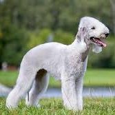 Бедлингтон терьер (комплекс)