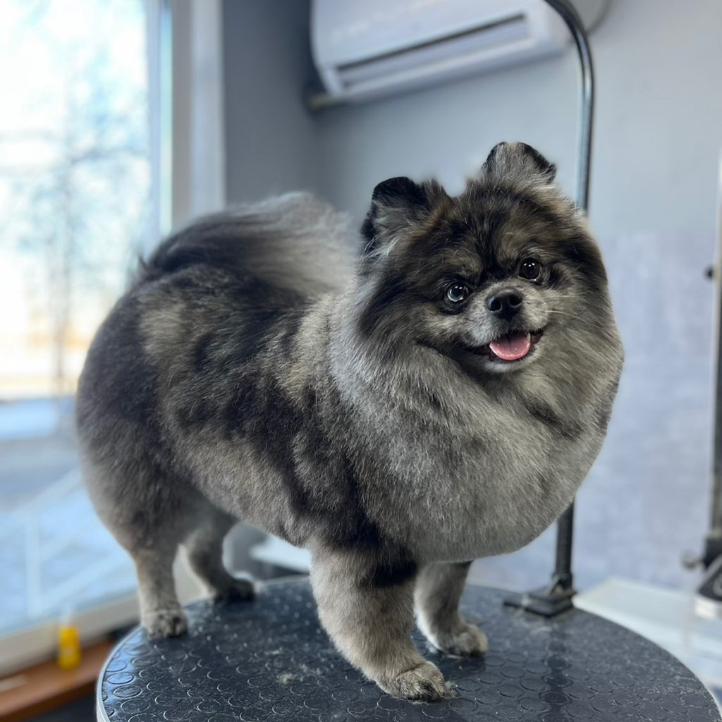 Шпиц от 7 кг гигиена+стрижка