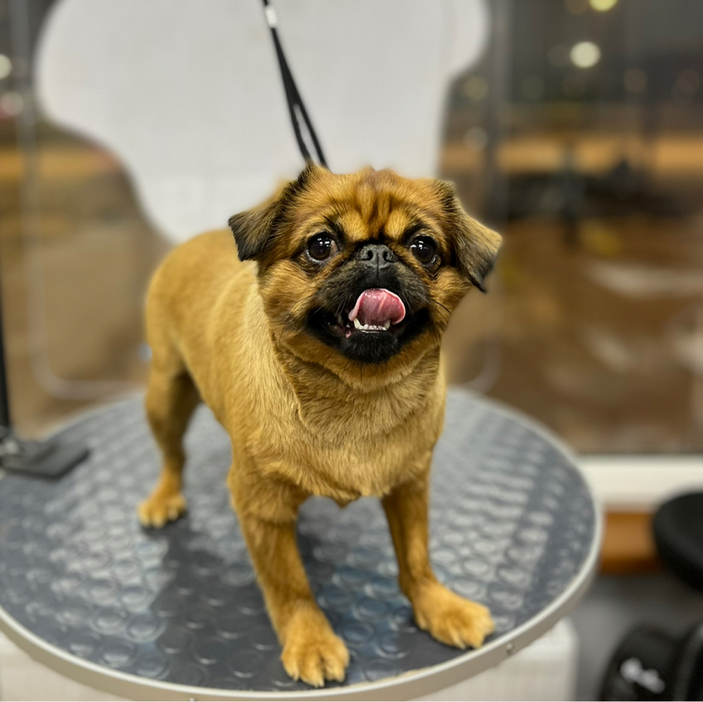 Пти-брабансон гигиена+стрижка