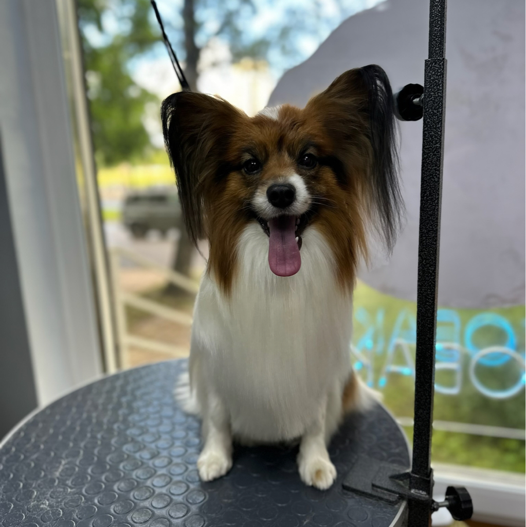 Папильон гигиена+стрижка