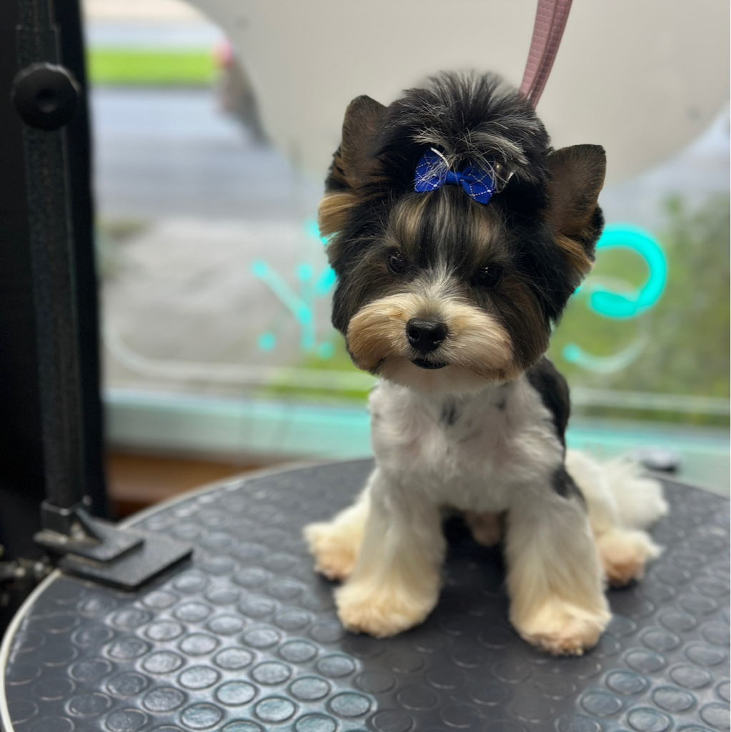 Бивер-йорк гигиена+стрижка