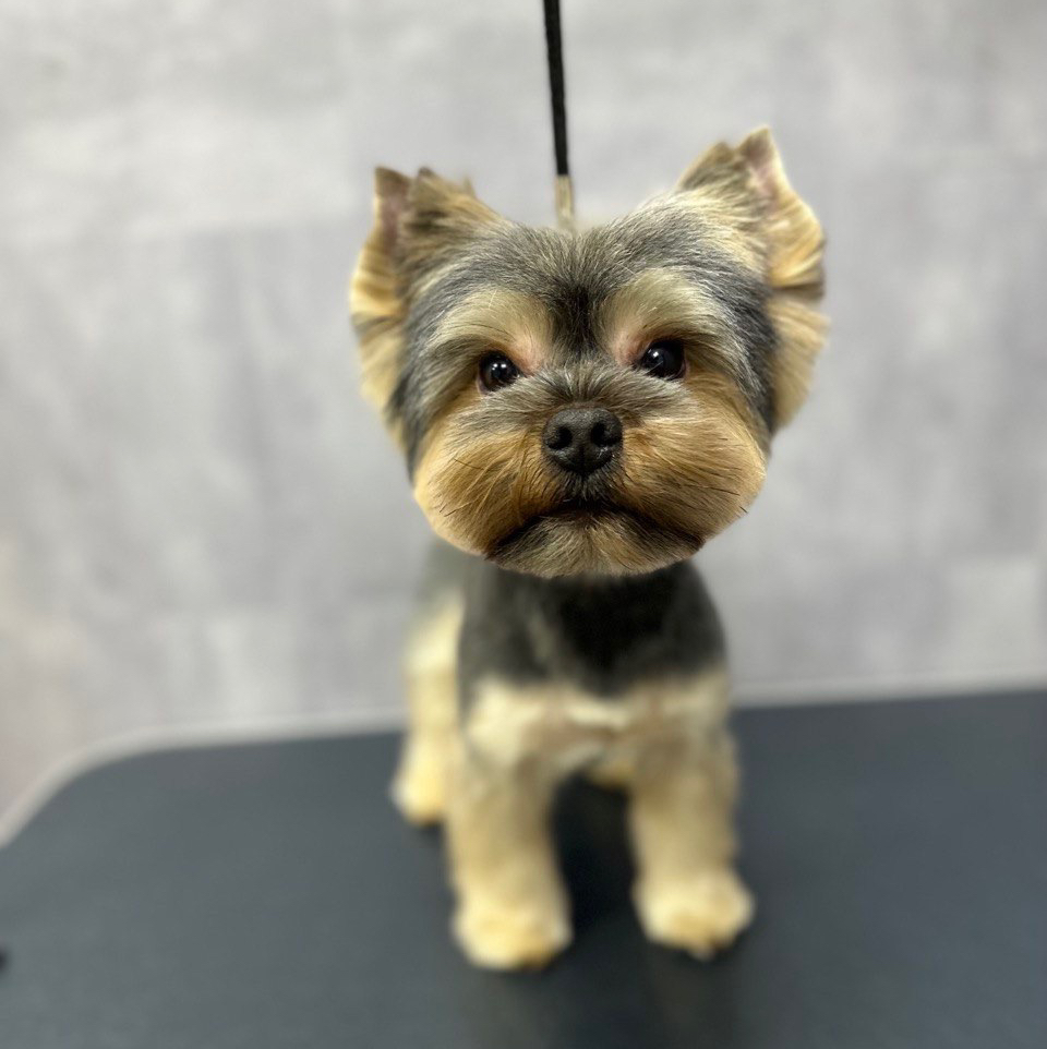 Йорк гигиена+стрижка