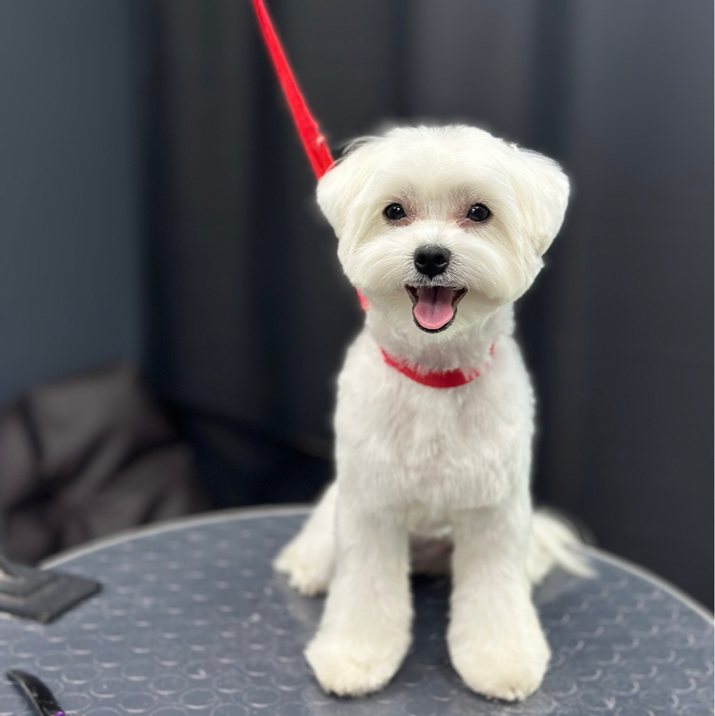 Мальтезе гигиена+стрижка