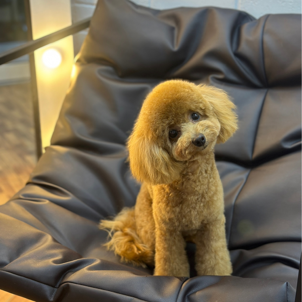 Той-пудель до 28 см гигиена+стрижка