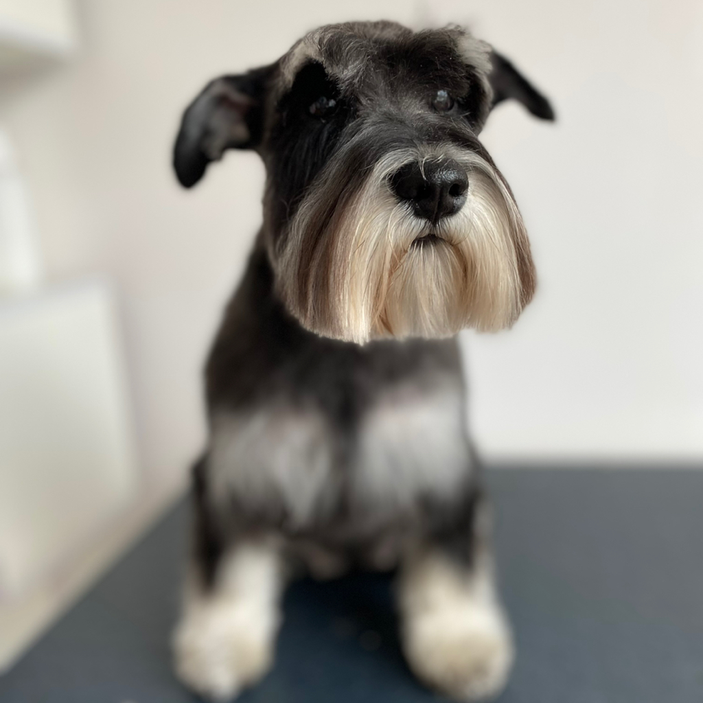 Цвергшнауцер гигиена+стрижка