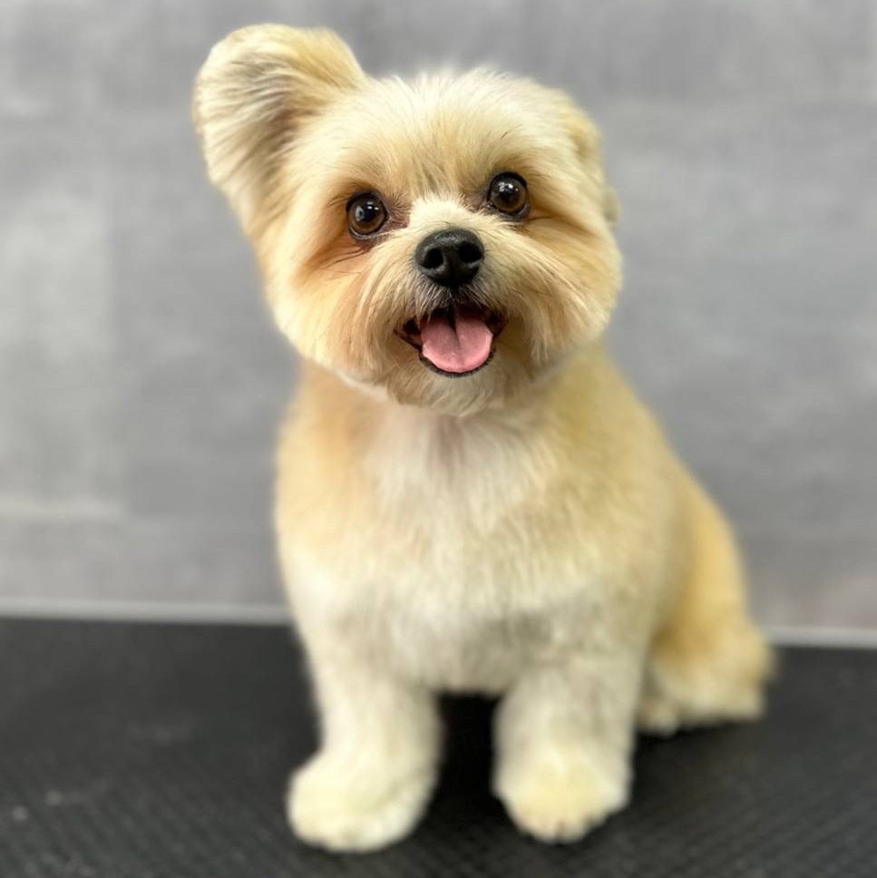 Шпицейорк гигиена+стрижка