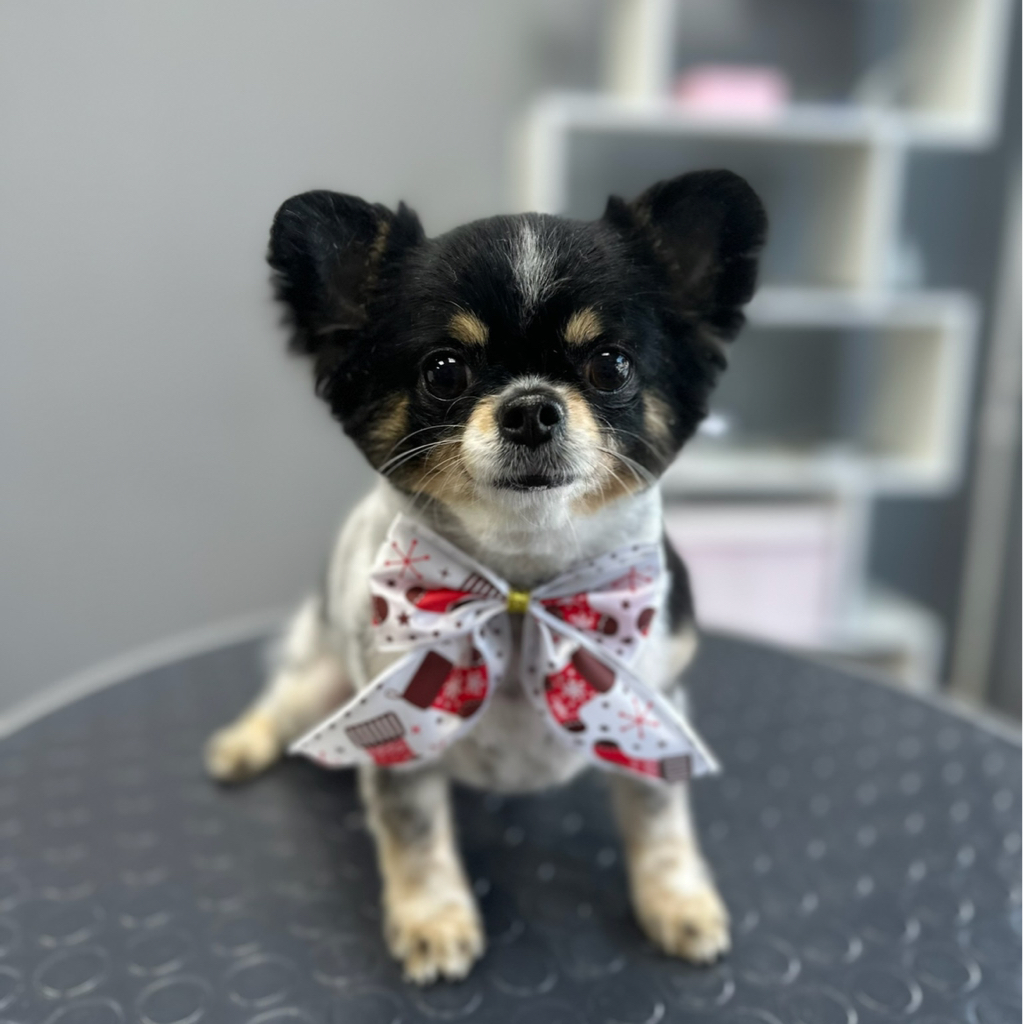 Чихуахуа гигиена+стрижка