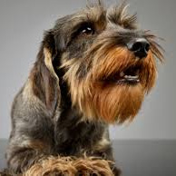 Такса жесткошерстная (комплекс) стрижка