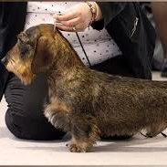 Такса жесткошерстная (тримминг)