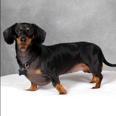 Такса стандартная (вычес+мытье+сушка)