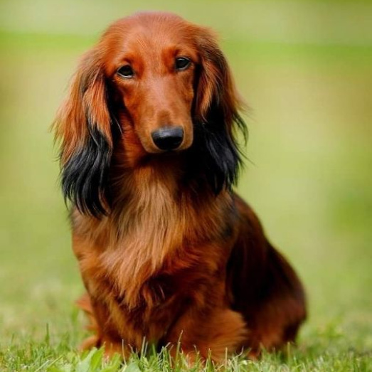 Такса длинношерстная (комплекс)