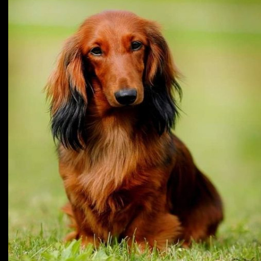 Такса длинношерстная (комплекс)