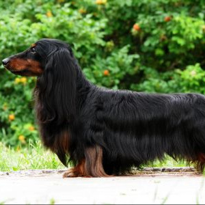 Такса длинношерстная (вычес+мытьё+сушка) гигиена