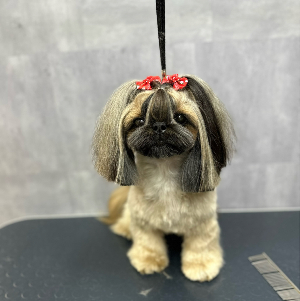 Ши-тцу гигиена+стрижка