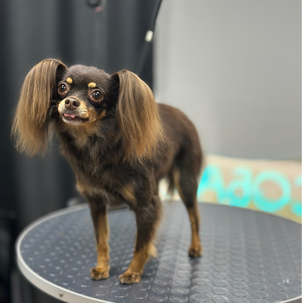 Той-терьер гигиена+стрижка