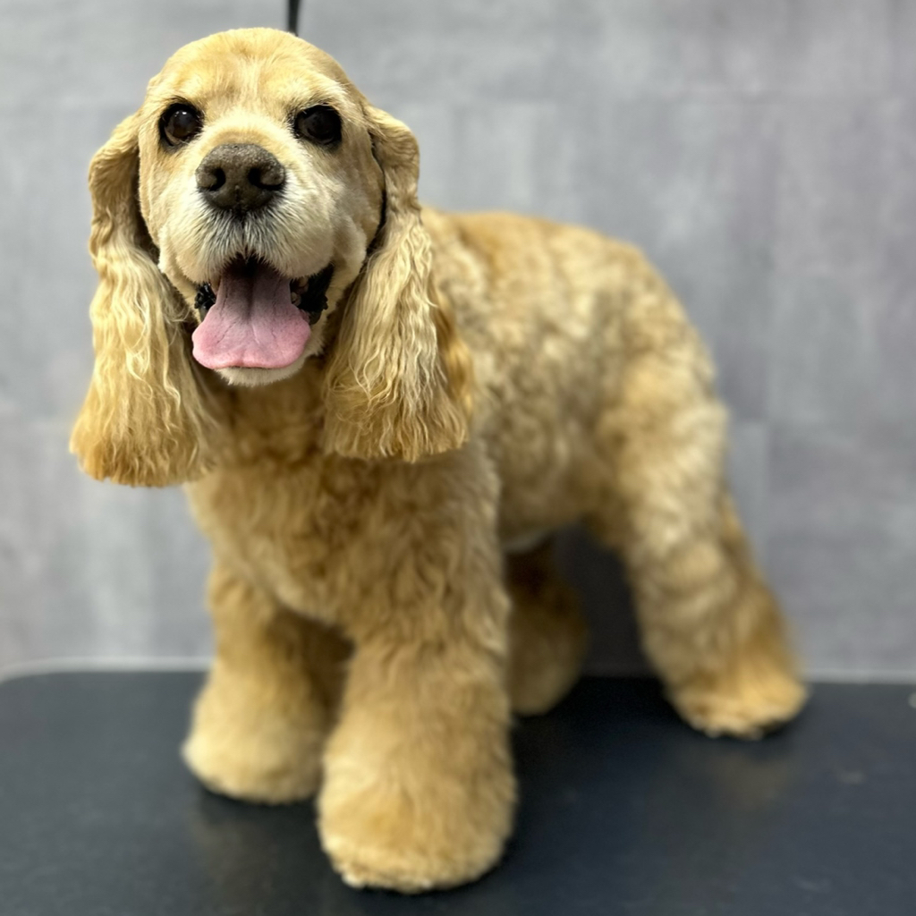 Английский спаниель (стрижка по породным линиям)