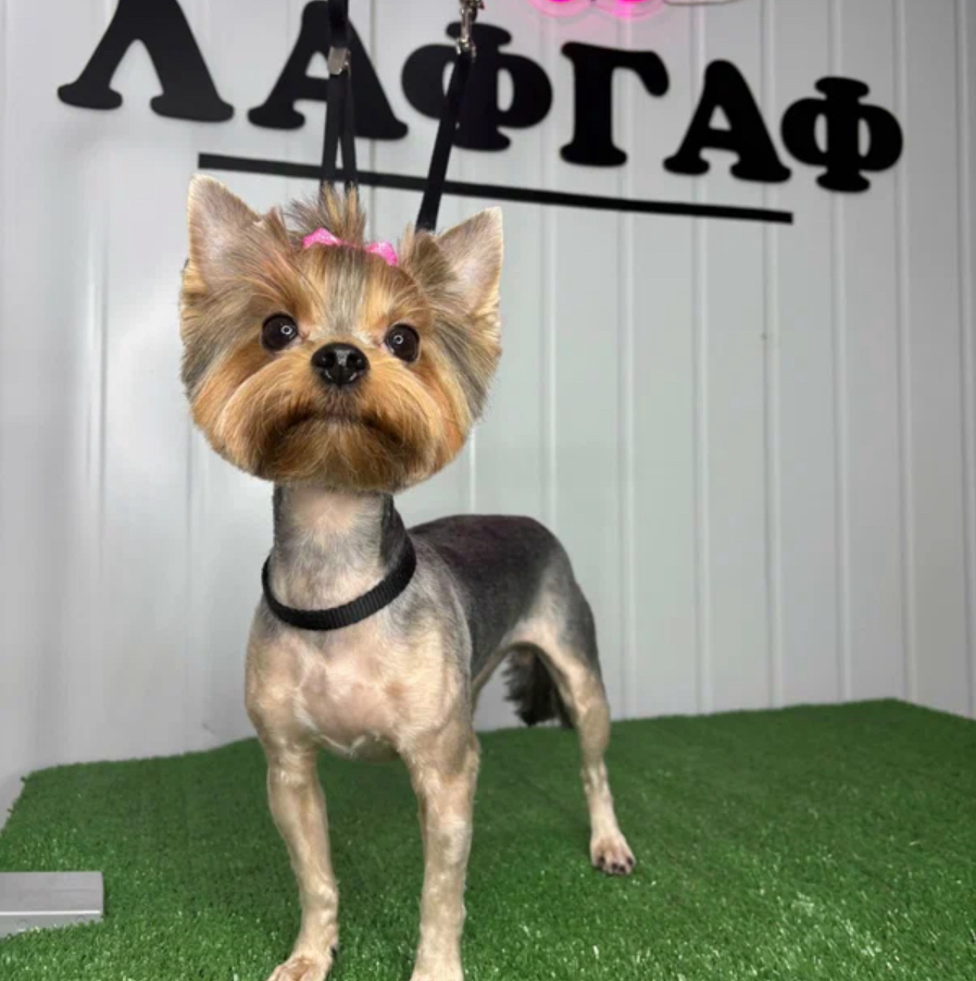 «Полный Комплексный уход собачки весом до 4 кг НА ЛЫСО только оформление головы и хвоста (ЙОРК,БИВЕР)