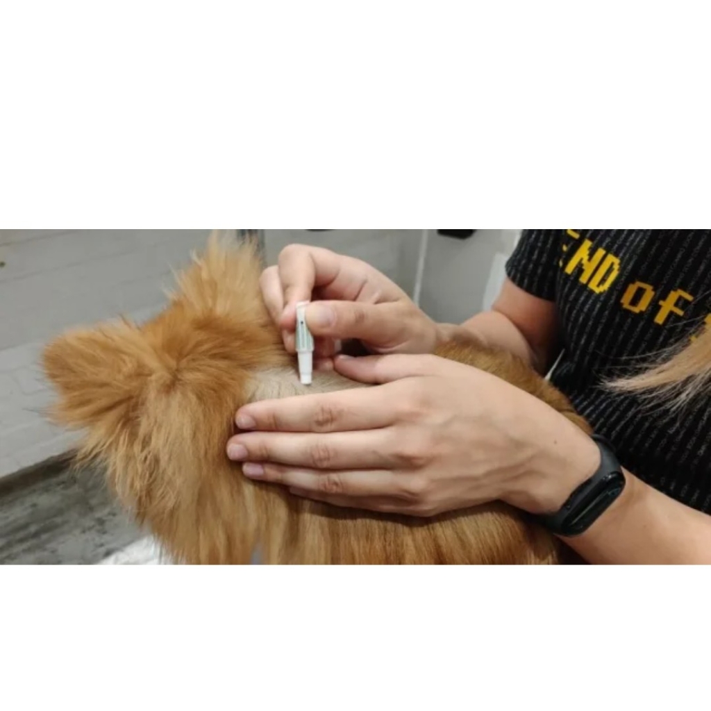 Нанесение капель от клещей на холку животного - без препарата