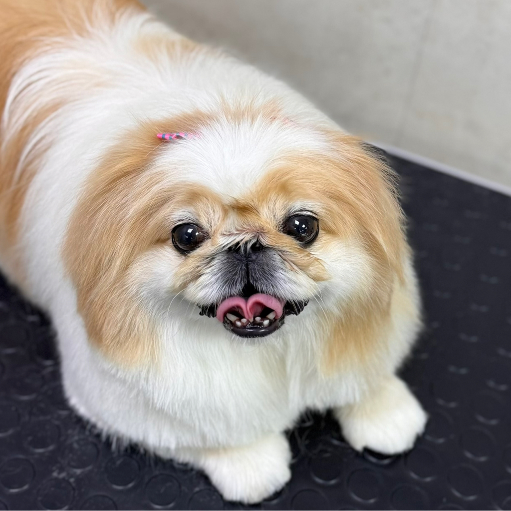 Пекинес комплекс Стрижка+Вычёсывание