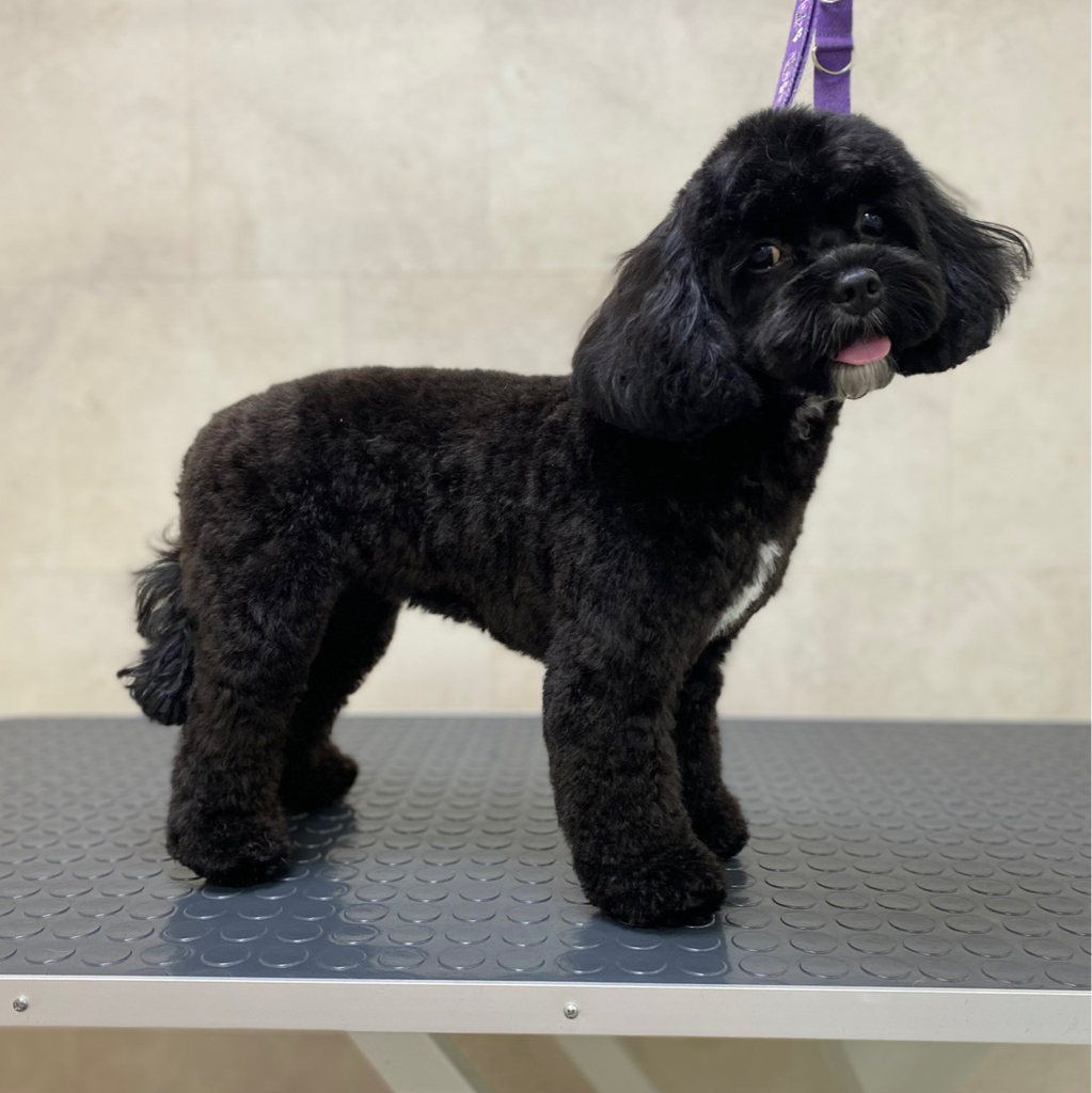 Кавапу/ Кокапу комплекс Стрижка до 10 кг (колтуны не включены)