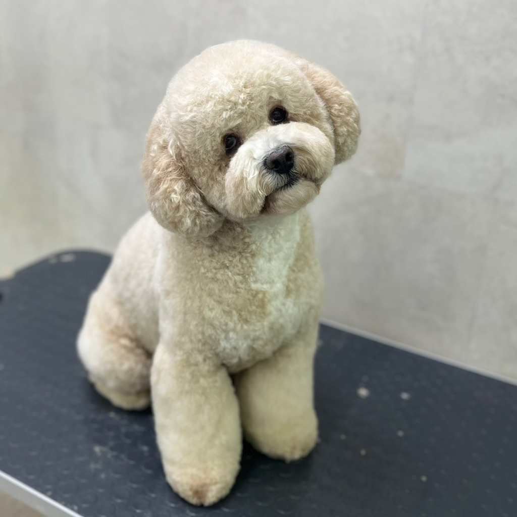 Кавапу/ Кокапу комплекс Стрижка более 10 кг (колтуны не включены)