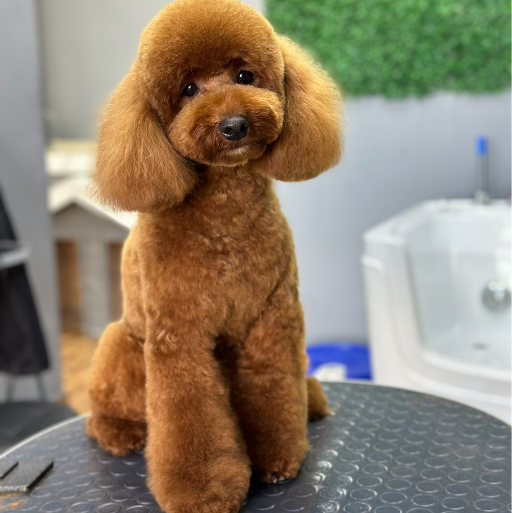 Малый пудель до 45 см гигиена+стрижка