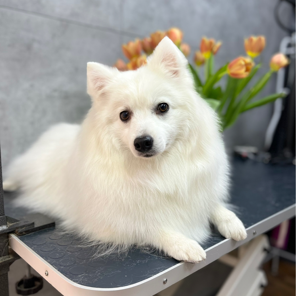 Японский шпиц гигиена