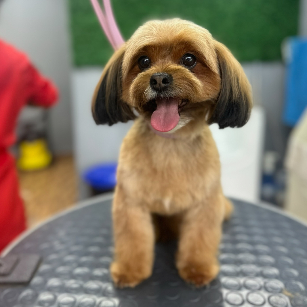 Мальтипу до 28 см гигиена+стрижка