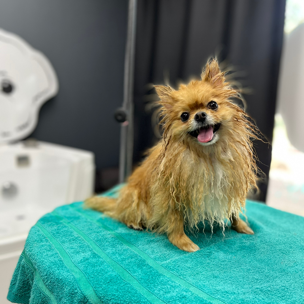 Шпиц мини гигиена