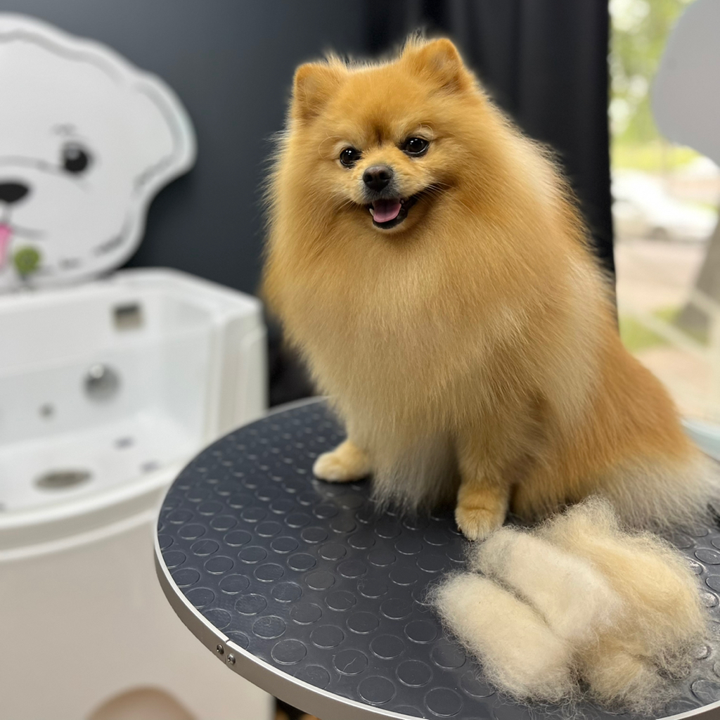 Шпиц стандарт гигиена