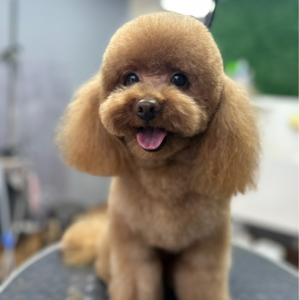 Карликовый пудель до 35 см гигиена+стрижка