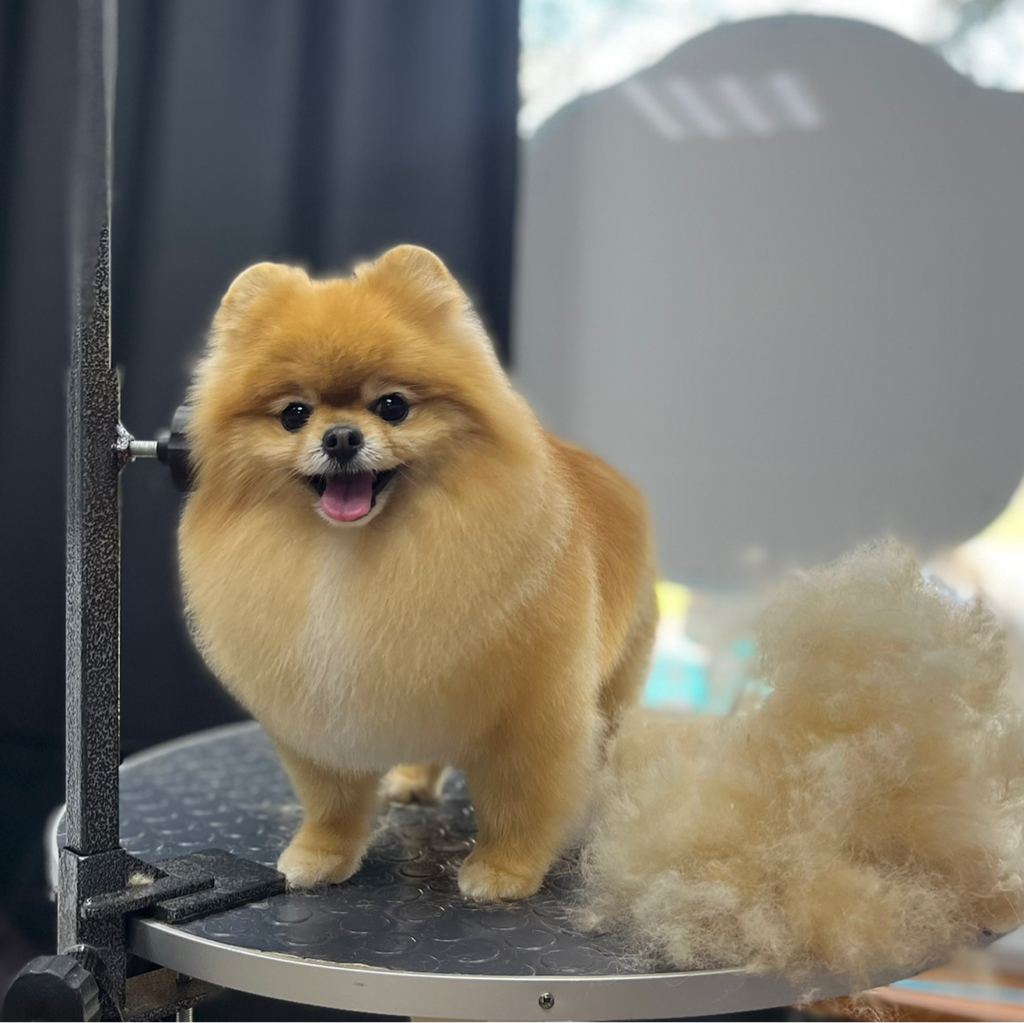 Шпиц мини до 3 кг гигиена+стрижка