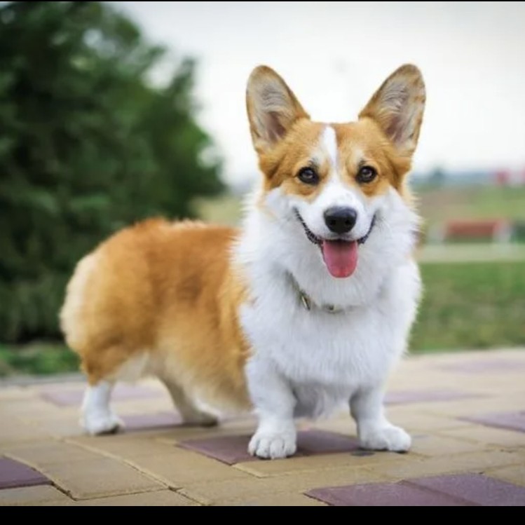 Корги пемброк (комплекс)