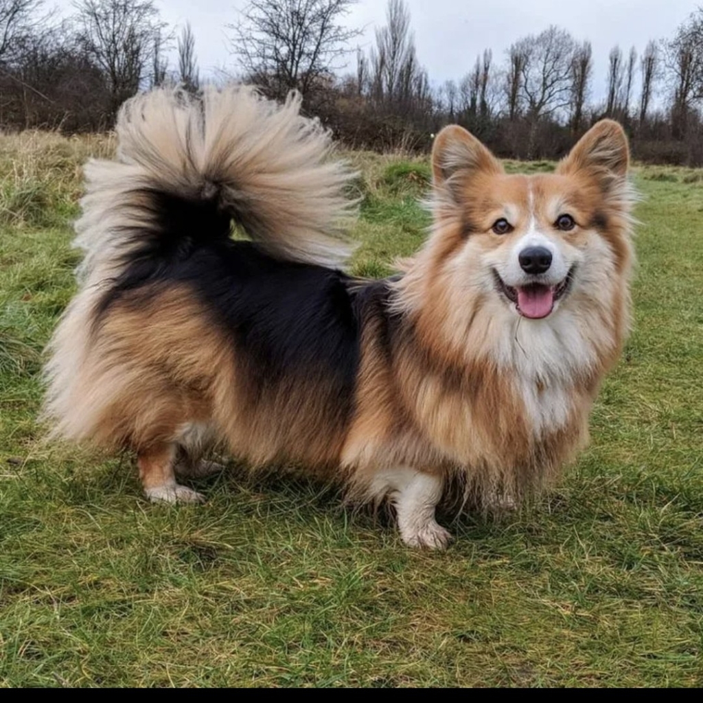 Корги флаффи (полный комплекс)