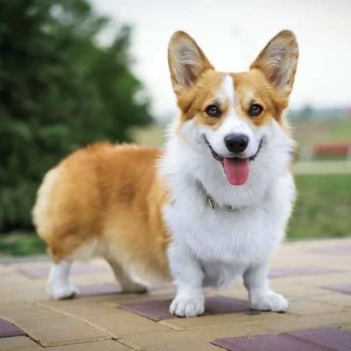 Корги пемброк(гигиена)