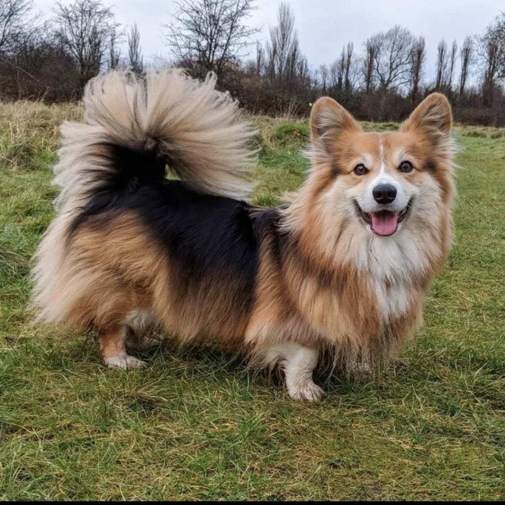 Корги флаффи (гигиена )