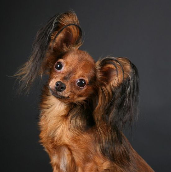 Той терьер длинношерстный  Стрижка ножницами или машинкой