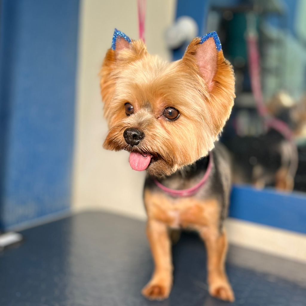 Блеск тату ушки