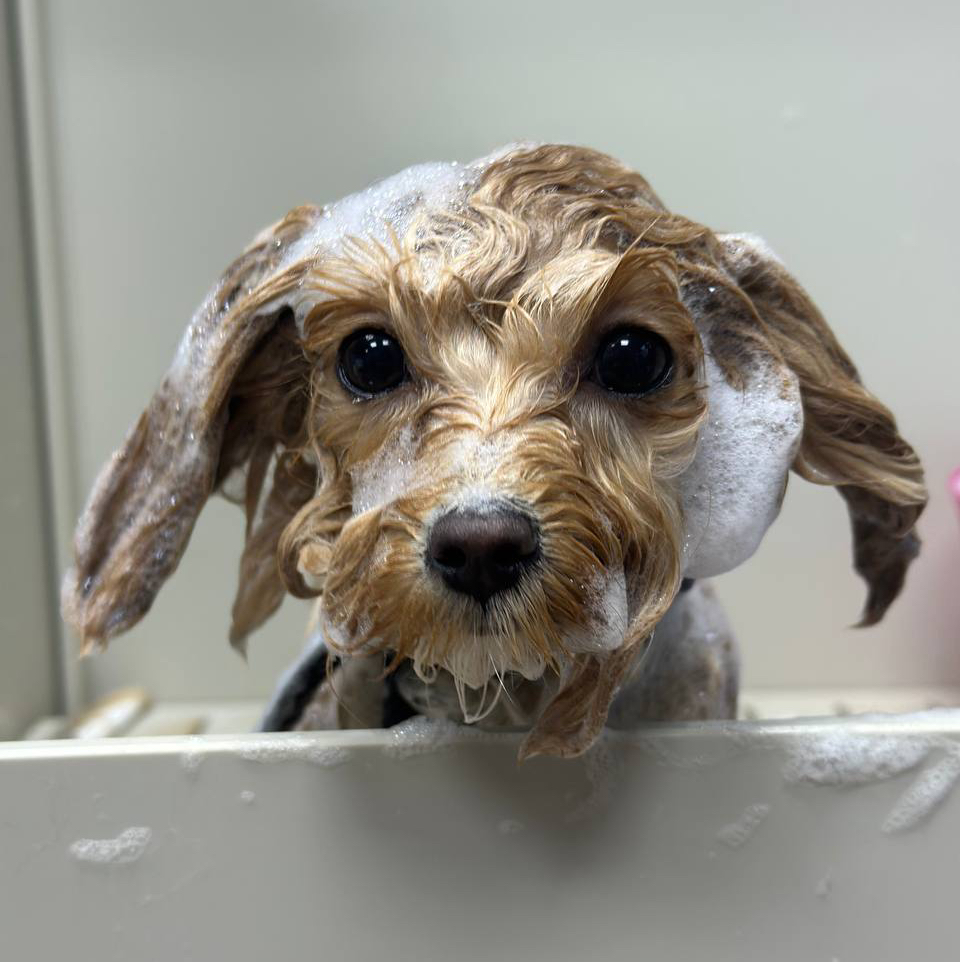 Мальтипу гигиена