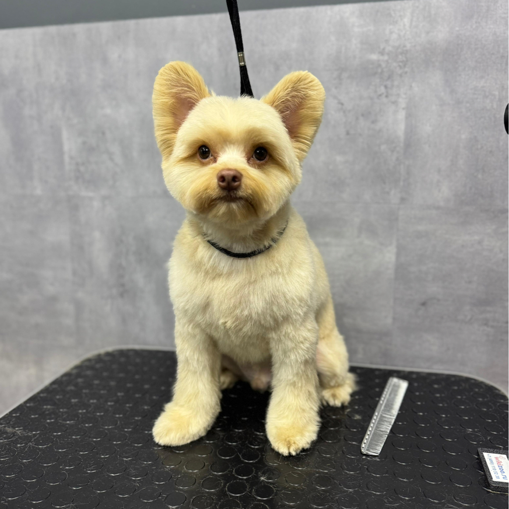 Пушпи гигиена+стрижка