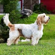 Малый вандейский бассет-гриффон (тримминг)