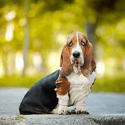 Бассет-хаунд (вычес, мытье, сушка)