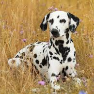 Далматин (вычес, мытьё, сушка)