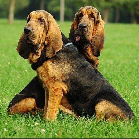 Бладхаунд (вычес, мытье, сушка)