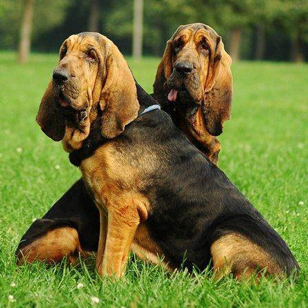 Бладхаунд (вычес, мытье, сушка)