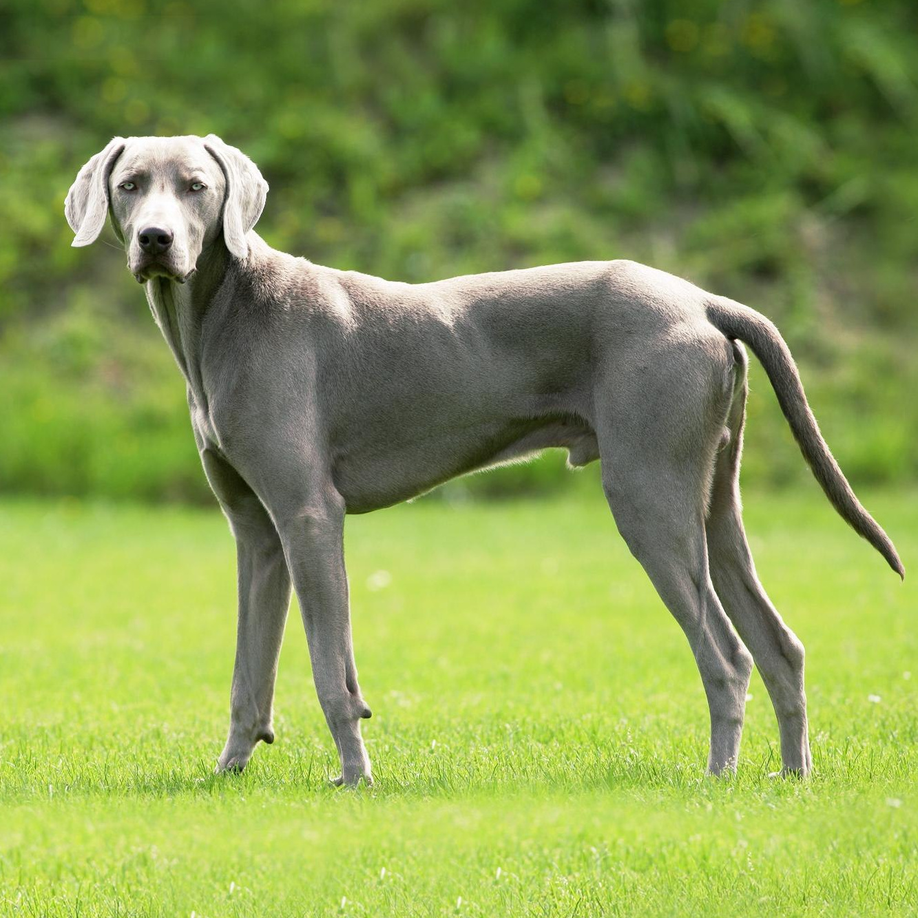 Веймаранер (вычес, мытье, сушка)