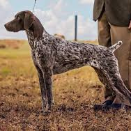 Курцхаар (вычес, мытьё, сушка)