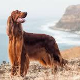 Ирландский сеттер (комплекс)