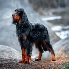 Шотландский сеттер (гордон) (комплекс)