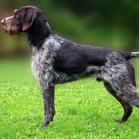 Дратхаар (тримминг)